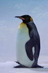 Königspinguin (C)