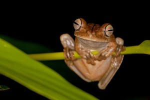 Frosch im Piedras Blancas