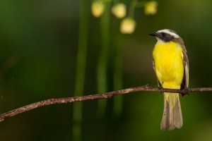 Schwefeltyrann, Costa Rica 2010