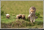 Gepardin mit Jungen
