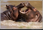 Hippos beim Kampf