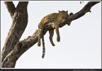 Lazy Leopard