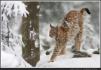 Junger Luchs im Schnee