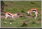 Springböckchen beim Kampf