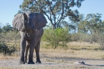 Elefant, Botswana 2011