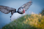 Papageitaucher, Latrabjarg, Island 2012