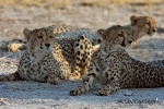 Junge Cheetahs, Nxai pan, Botswana 2007