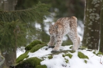 Junger Luchs im Bayrischen Wald 2008 (C)