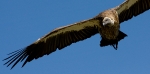 Geier in der Masai Mara, Kenia 2008