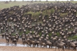 Stürmische Gnus, Masai Mara, Kenia 2008