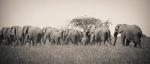 Elefantenherde in Savuti, Botswana 2011