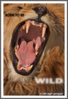 Male Lion (C), Grassland Safari, Central Kalahari, Botswana 2007