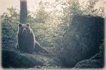 Bär im Bayrischen Wald (C) 