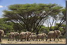 Elefantenherde in Kenia